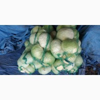 Продам капусту белокочанную сорт АГРЕССОР, ЭЛАСТОР. Запорожская область, пгт Акимовка
