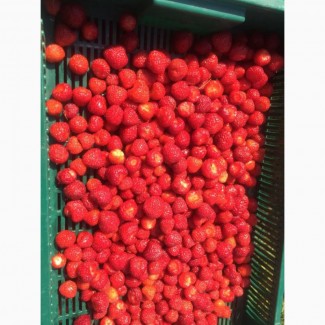 Куплю ягоду свіжої полуниці для переробки (Ківерці)