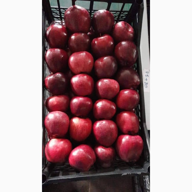 Фото 2. Из Турции оптовая продажа яблок
