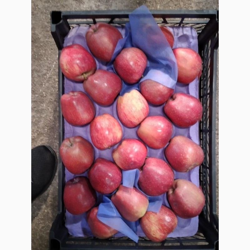 Фото 9. Из Турции оптовая продажа яблок