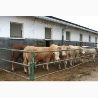 Закупка худоби від домашніх господарств)