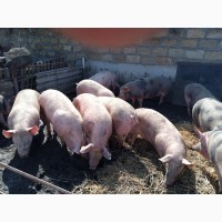 Продам свиней живым весом 43