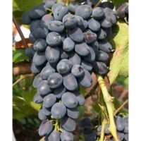 Продам виноград от производителя