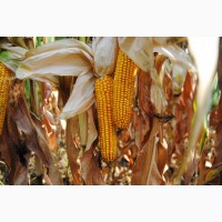 Семена кукурузы ДН Хортица (ФАО 240)