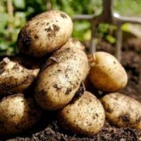 Продам посадочну картоплю 2 репродукції сорту Гранада оптом
