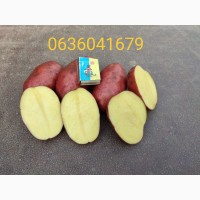 Продам товарну картоплю гарної якості