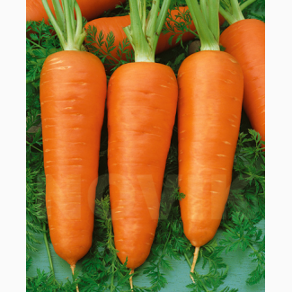 Органічна морква власного вирощування