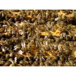 Продам пчелосемьи, пчелы, Харьков