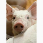 Предлагаем племенных ремонтных свинок и хряков датской селекции