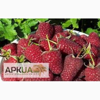 Продам ягоды малины (урожай 2017) оптом с поля, Днепропетровская обл