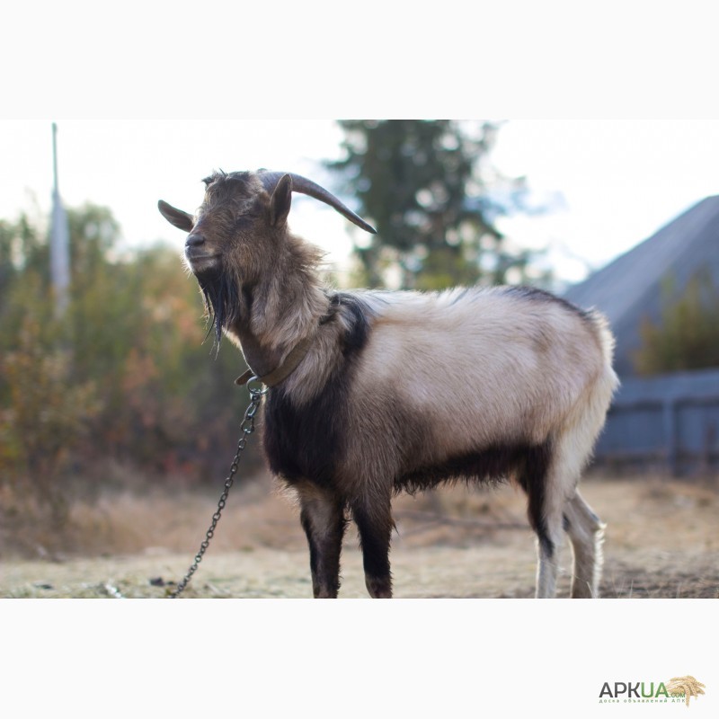 Альпийский козел фото и описание