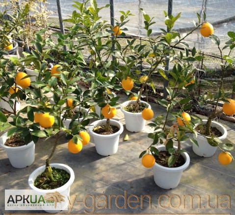 Продам саженцы Апельсина с плодами (комнатное растение)