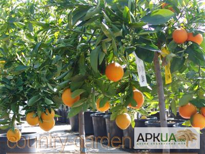 Фото 2. Продам саженцы Апельсина с плодами (комнатное растение)
