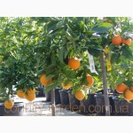 Продам саженцы Апельсина с плодами (комнатное растение)
