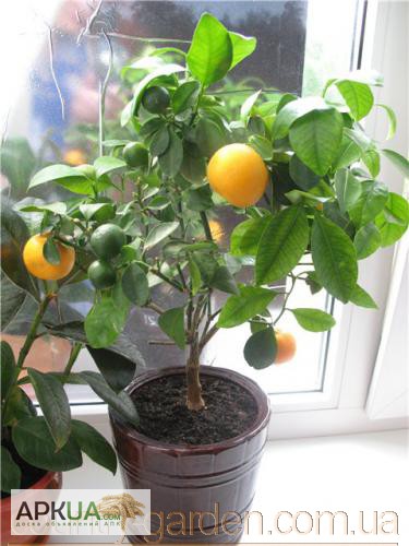 Фото 6. Продам саженцы Апельсина с плодами (комнатное растение)