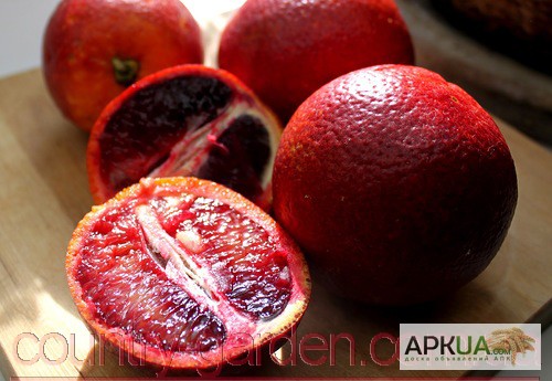 Фото 7. Продам саженцы Апельсина с плодами (комнатное растение)