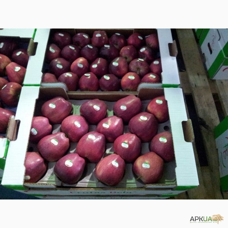 Фото 13. Продаем яблоки из Испании