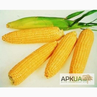 Гибрид кукурузы Любава 279 МВ от производителя