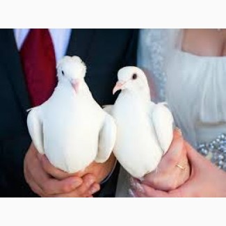 Продам почтовых голубей на свадьбу