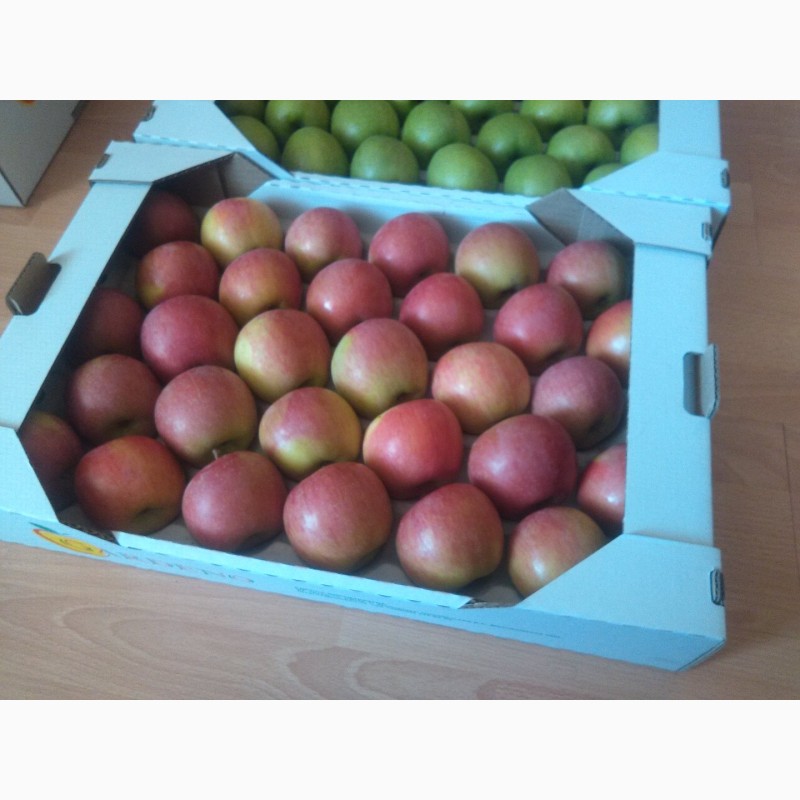 Фото 2. Продам яблуко з холодильника