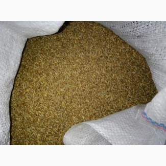 Канадская трансгенная пшеница толедо/toledo! семена