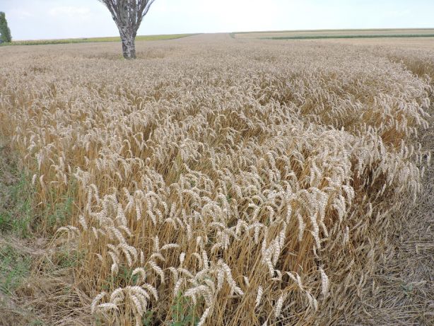 Фото 2. Канадская трансгенная пшеница толедо/toledo! семена