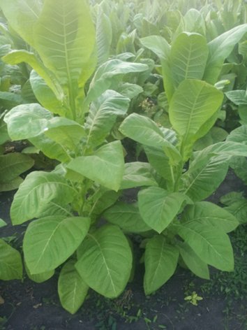 Фото 3. Принимаем заявки на выращивание рассады табака (сорта под заказ)