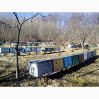 Продам пчелопакеты породи карпатка в количестве 250-300шт