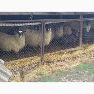 Продам овец, ягнят Романовской породы 70 голов