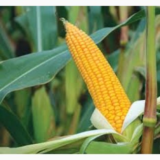 Крупнооптова закупівля кукурудзи