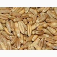 Тритикале пшеничный товарный, некондиционный