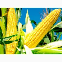 Науково-виробнича фірма ГРАН продає гібрид кукурудзи ВАКУЛА (ФАО 250)
