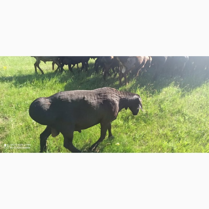 Фото 8. Продам баранов и овец, гиссарская порода