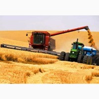 Зернозакупка: закуповуємо Ріпак