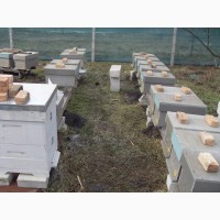 Пчелы пчелосемьи Карника Пешец