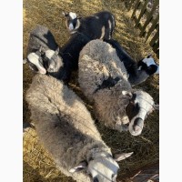 Продажа овец и Баранов