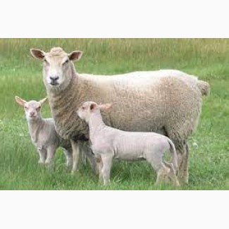 Вівці (матки) породи Шароле