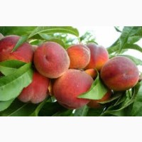 Продам персики (сорт редхевен) оптом с сада