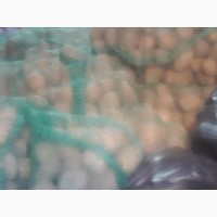 Продам товарный картофель сортов Бела роса, Торнадо, Санте