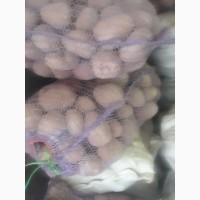 Продам товарный картофель сортов Бела роса, Торнадо, Санте