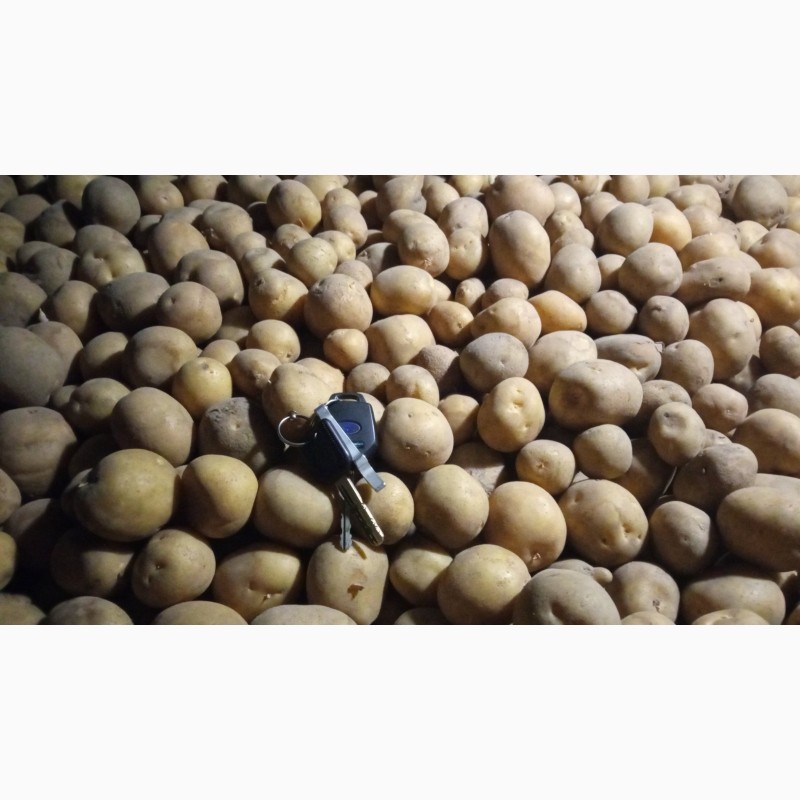 Фото 3. Продам семенной картофель сорт Коломбо