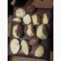 Продам бюджетну картоплю сортів Белла роса, Королева Анна