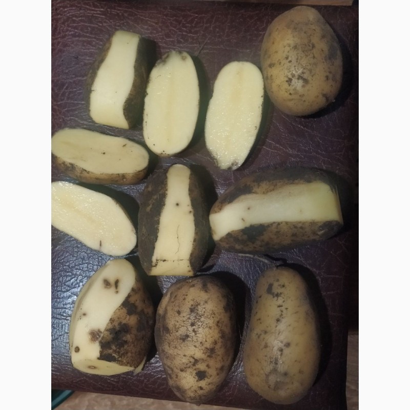 Фото 2. Продам бюджетну картоплю сортів Белла роса, Королева Анна