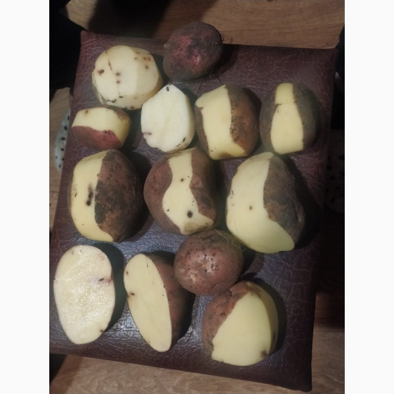 Фото 3. Продам бюджетну картоплю сортів Белла роса, Королева Анна
