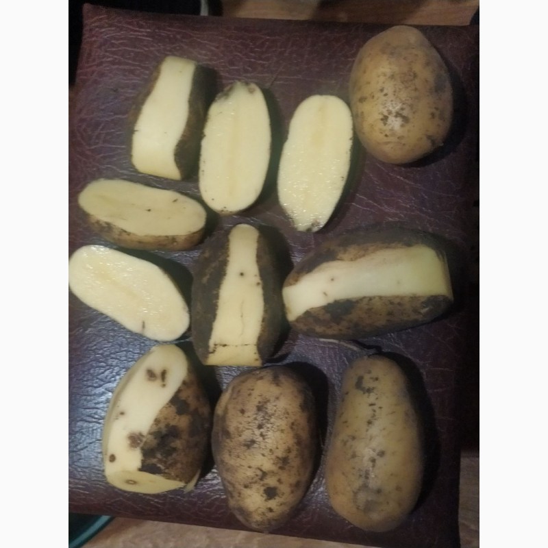 Фото 4. Продам бюджетну картоплю сортів Белла роса, Королева Анна