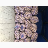 Продам картофель товарный сорт Королева Анна, Гранада, Коломбо