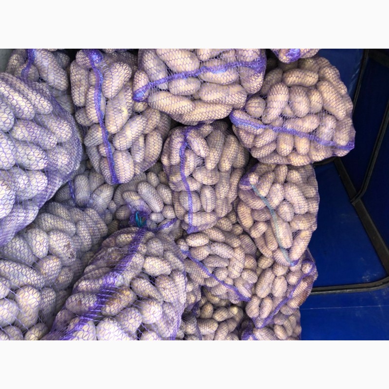 Фото 3. Продам картофель товарный сорт Королева Анна, Гранада, Коломбо