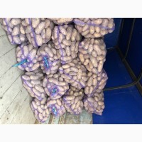 Продам картофель товарный сорт Королева Анна, Гранада, Коломбо