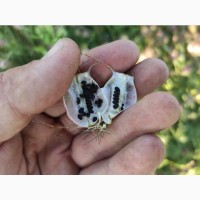 Продам насіння чорнушки дамаської (нігели, чорного тміну)