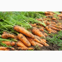 Куплю Морковь, 1 и 2 сорт